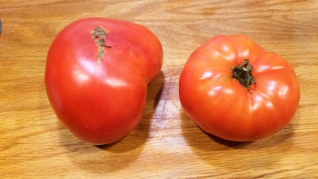 Tomato 'Super Beefsteak' Seeds (Certified Organic)  Garden Hoard –  Certified Organic Heirloom Seeds – Grown in Michigan by Renegade Acres