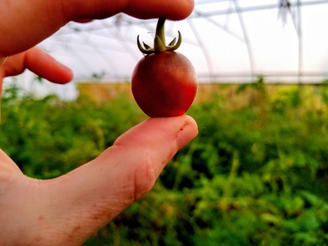 Tomato Chocolate Sprinkles F2 Seeds Garden Hoard Certified