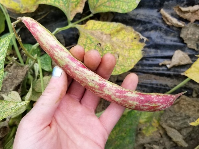 Bush Snap Bean 'Vermont Cranberry' Seeds (Certified