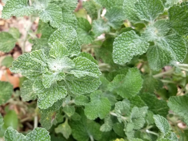 Korridor Akrobatik Poesi Horehound Seeds (Certified Organic) | Garden Hoard – Certified Organic  Heirloom Seeds – Grown in Michigan by Renegade Acres