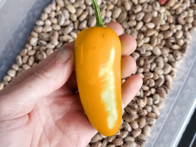 Hot Pepper Numex Pumpkin Spice Jalapeno Seeds Garden Hoard
