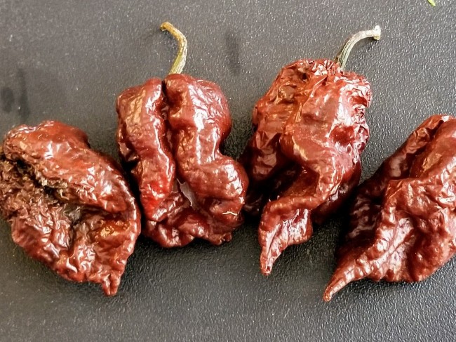 Hot Pepper Bbg7 X Srtsl Chocolate Seeds Garden Hoard