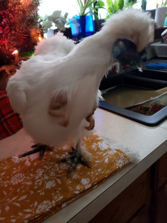 tiny t rex arms for chickens