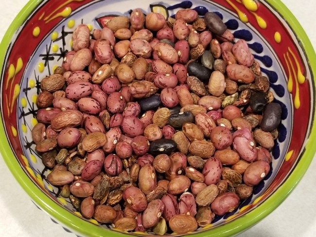 Bush Snap Bean 'Vermont Cranberry' Seeds (Certified