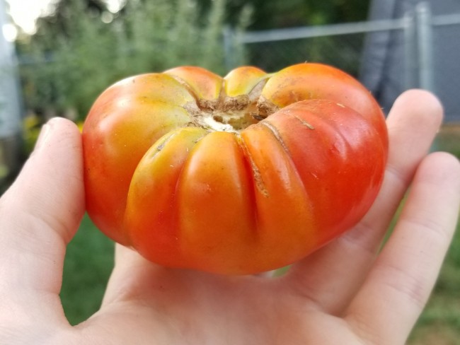 Nano puff tomato store