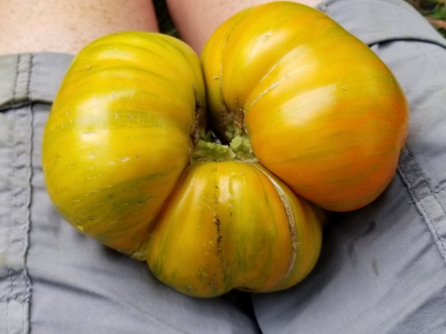 Tomato 'Beauty King' Seeds (Certified Organic) | Garden ...