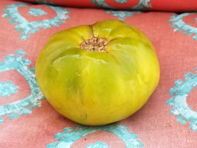15 Tomato Seeds CAPTAIN LUCKY Heirloom Vegetable Organic-Green Bi-Color 
