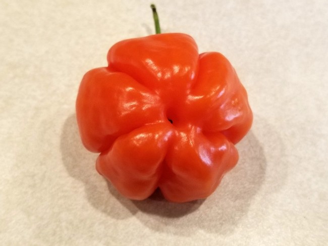 Organic Grown Seeds! Aji Dulce Orange 