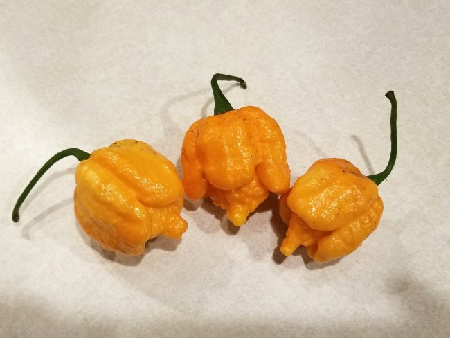 Hot Pepper ‘Peach Carolina Reaper' Seeds (Certified Organic)
