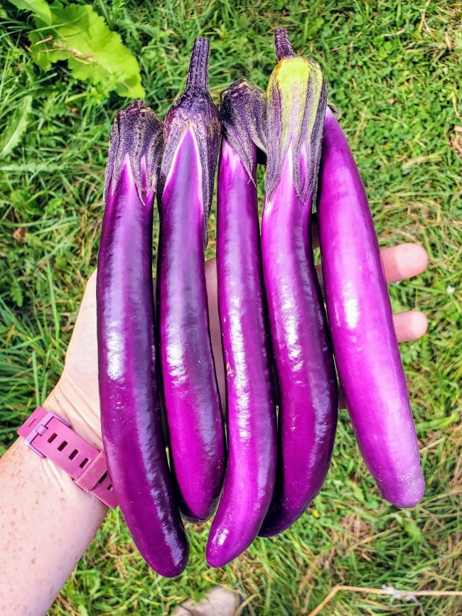 Eggplant 'Ca Tim' Seeds Organic) | Hoard – Certified Organic Heirloom Seeds – Grown in Michigan Renegade Acres
