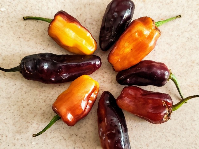 Hot Pepper Pimenta Puma Seeds Certified Organic Garden Hoard Certified Organic Heirloom Seeds Grown in Michigan by Renegade Acres