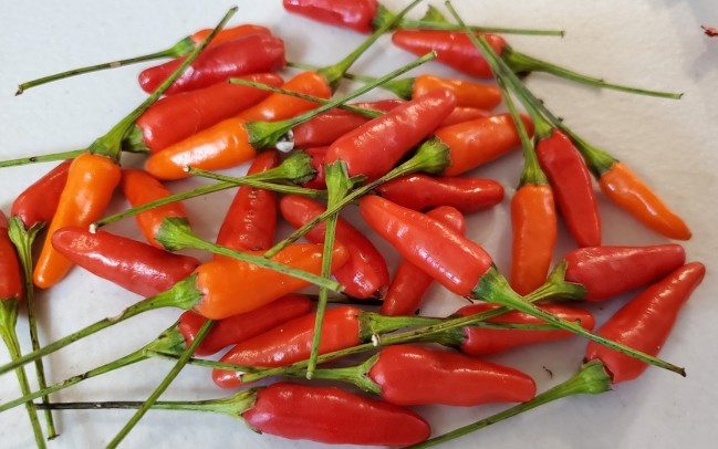 Tabasco Hot Pepper Seeds – Pepper Joe's