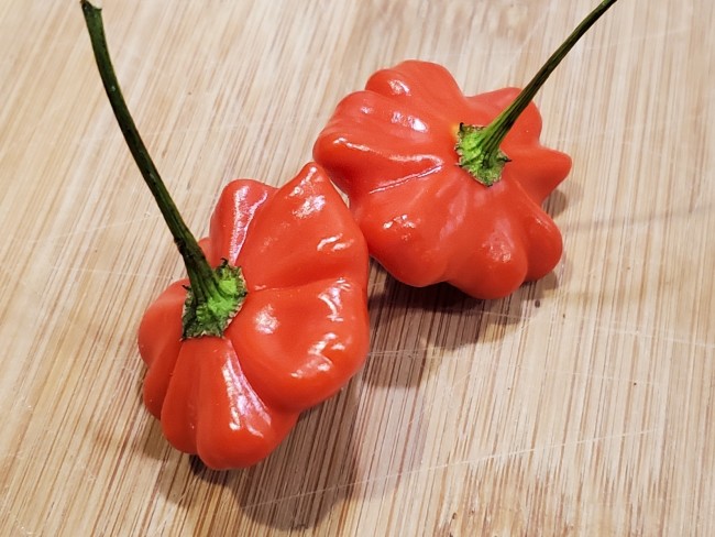 Brazilian Starfish Pepper