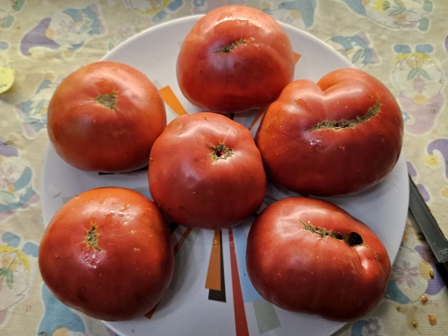 Tomato 'Missouri Pink Love Apple' Seeds (Certified Organic