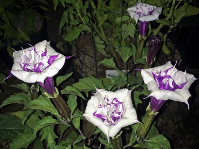 Datura AKA Devil's Trumpet 'Black Currant Swirl' Seeds