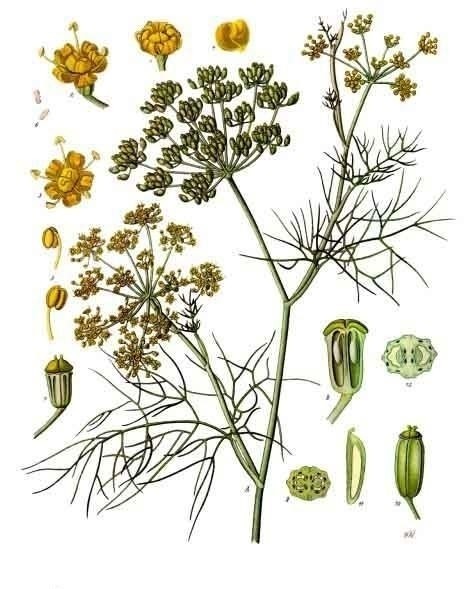 Bronze Fennel 'Smokey' Seeds (Certified Organic) Garden Hoard