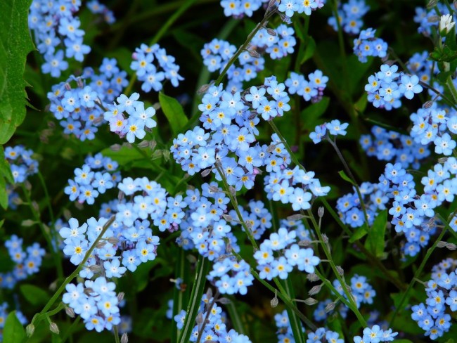 Blue Forget-Me-Not Seeds (Certified Organic)  Garden Hoard – Certified  Organic Heirloom Seeds – Grown in Michigan by Renegade Acres