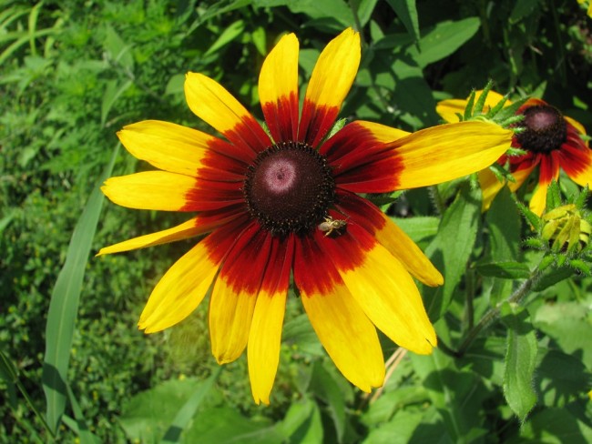 Black-Eyed Susan 'Autumn Colors' Seeds (Certified Organic) – Flowers