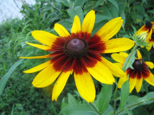 Black-Eyed Susan 'Autumn Colors' Seeds (Certified Organic) | Garden
