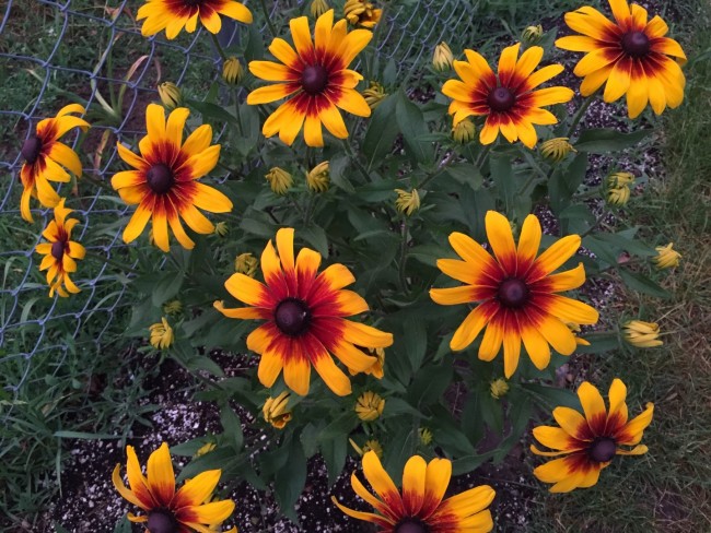 Black-Eyed Susan 'Autumn Colors' Seeds (Certified Organic) | Garden