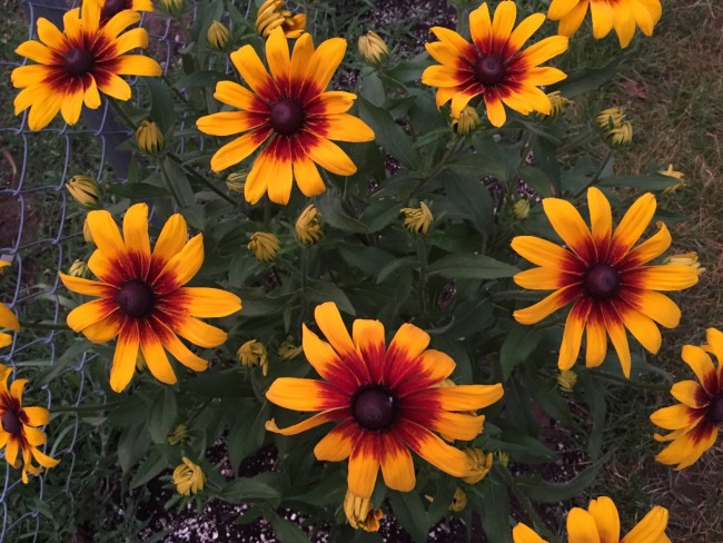 Black-Eyed Susan 'Autumn Colors' Seeds (Certified Organic) – Gloriosa