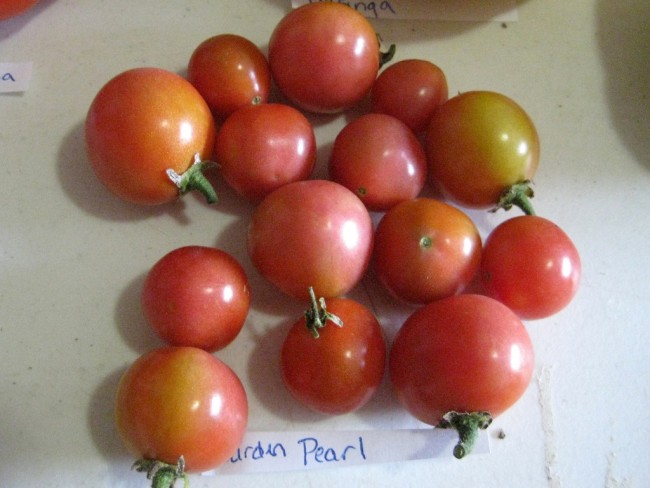 Tomato Garden Pearl Seeds Certified
