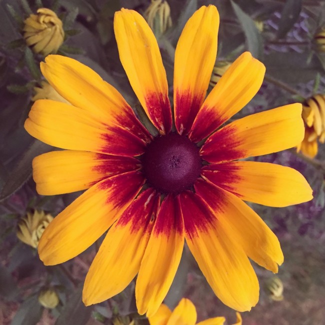 Black-Eyed Susan 'Autumn Colors' Seeds (Certified Organic) – Gloriosa