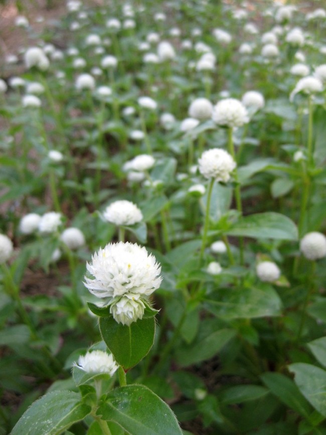 50-60cm dried gomphrena floral globe amaranth