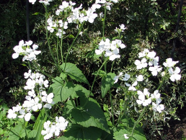 Money Plant AKA Silver Dollar 'Alba' Seeds  Garden Hoard 