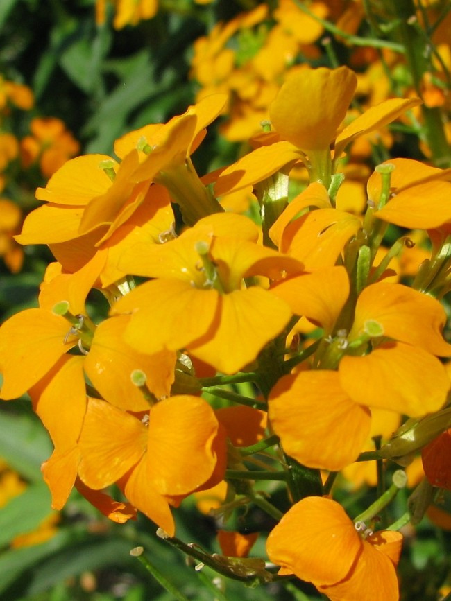Siberian Wallflower Seeds Garden Hoard Certified Organic Heirloom Seeds Grown In Michigan By Renegade Acres