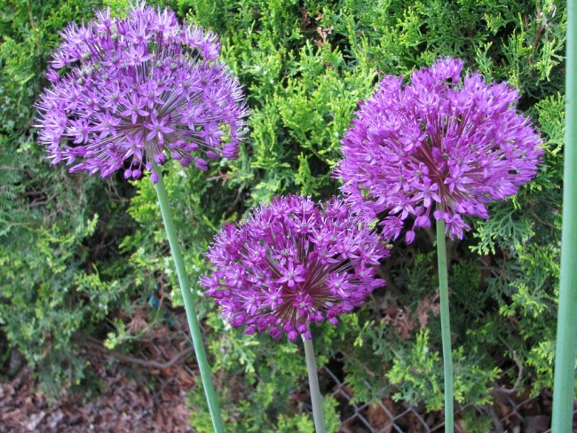 Allium/Flowering Onion 'Purple Sensation' Seeds (Certified Organic ...