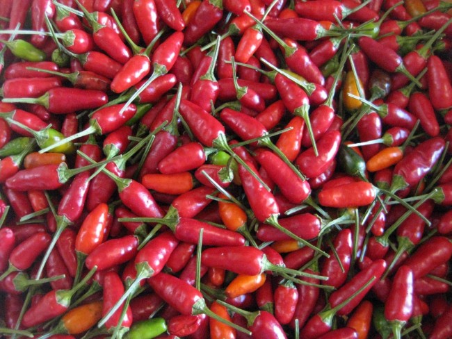 Hot Ornamental Pepper ‘Christmas' Seeds Garden Hoard
