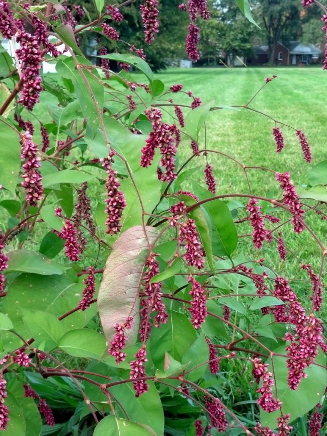 Kiss Me Over The Garden Gate Seeds Garden Hoard Certified