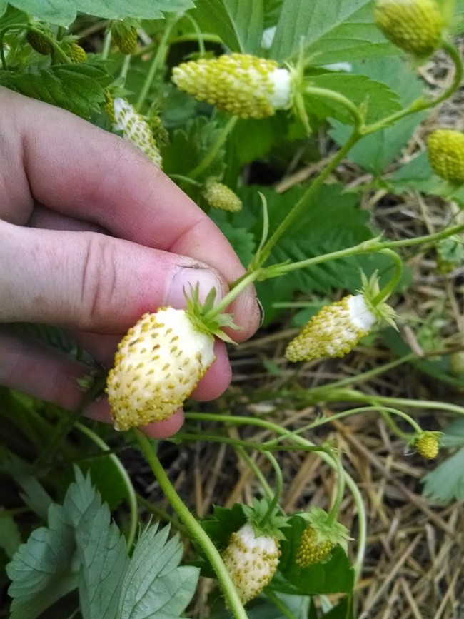 Alpine Strawberry 'White Soul' Seeds  Garden Hoard – Hand 