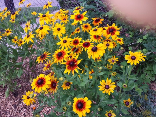 Black-Eyed Susan 'Autumn Colors' and 'Indian Summer' Mix Seeds | Garden