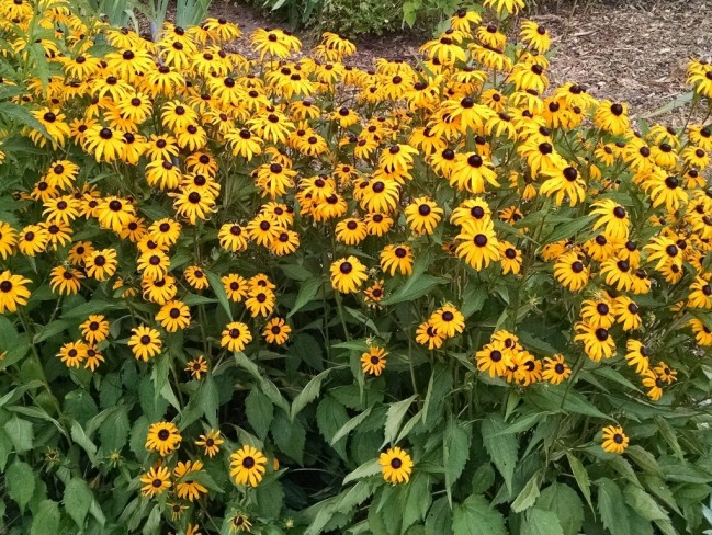 black eyed susan seeds garden hoard hand harvested heirloom