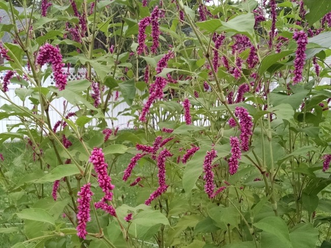 Kiss Me Over The Garden Gate Seeds Garden Hoard Certified Organic Heirloom Seeds Grown In Michigan By Renegade Acres