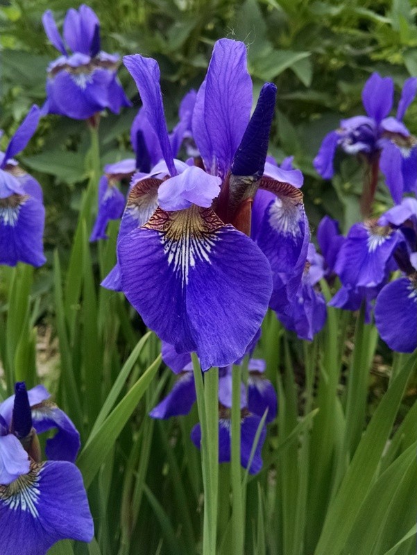 Siberian iris deals