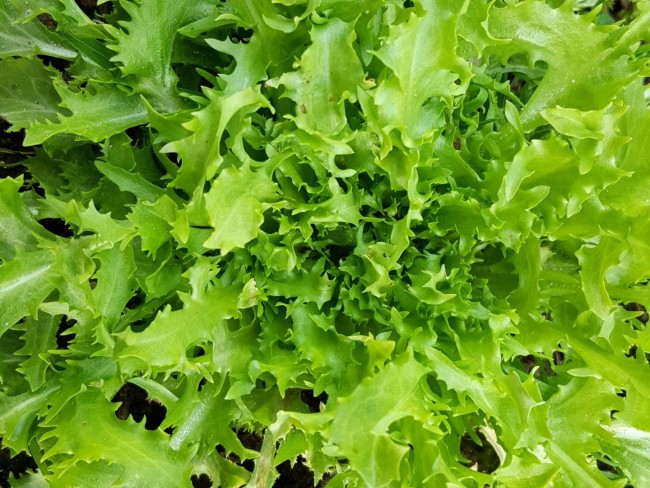 Endive Green Curled Ruffec Seeds Garden Hoard Certified
