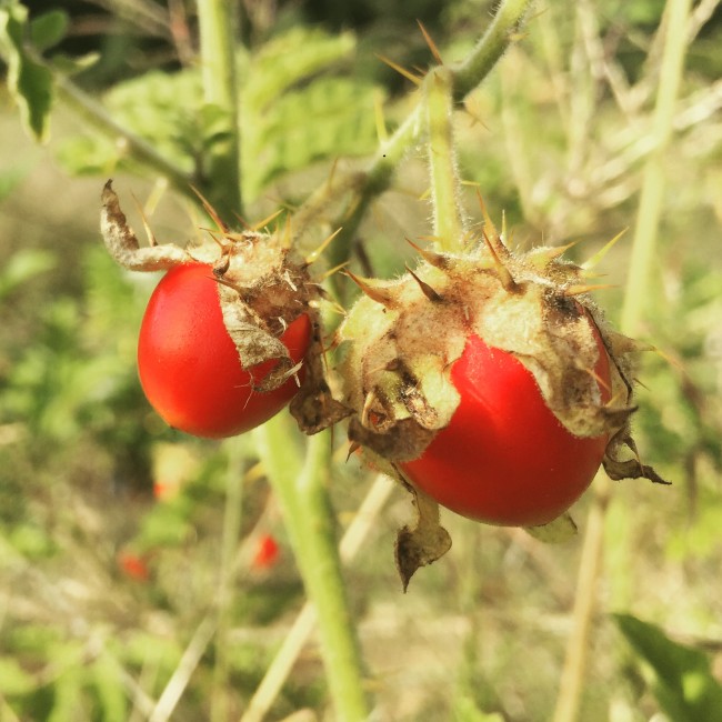 Litchi Tomato Seeds Plant Organic Rare Morelle De Balbis Solanum Sisymbriifolium 