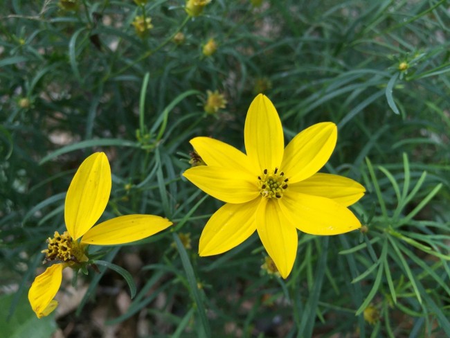 Threadleaf Coreopsis Zagreb Seeds Garden Hoard Certified