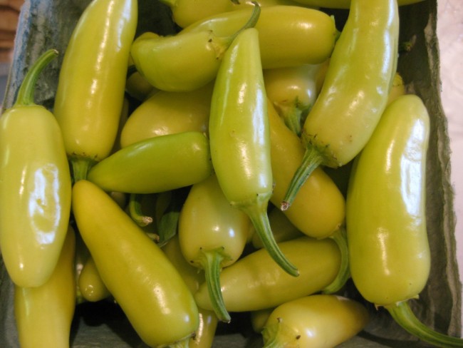 Hot Pepper 'Jaloro Golden Jalapeno' Seeds | Garden Hoard – Hand