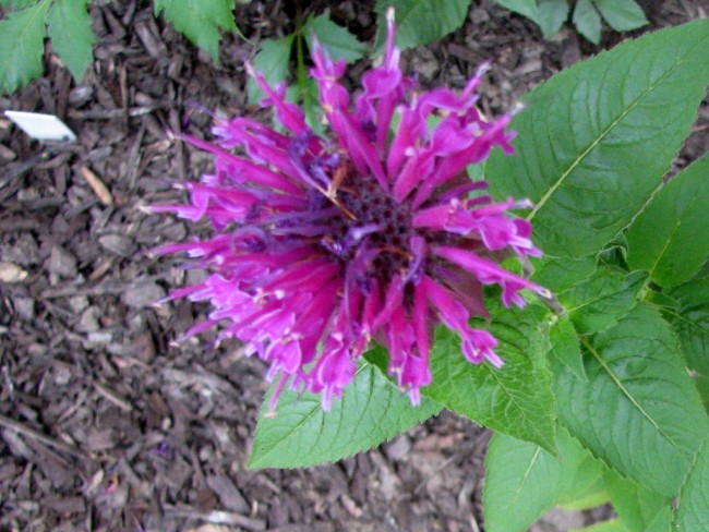 Bee Balm 'Purple Rooster' Seeds  Garden Hoard – Hand 
