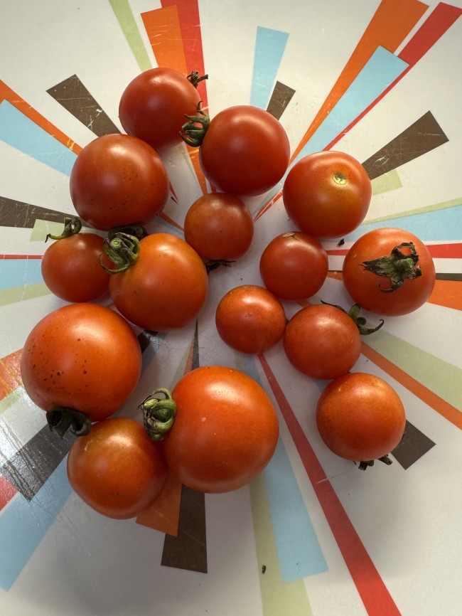Tomato 'Sakura F2' Seeds (Certified Organic) | Garden Hoard
