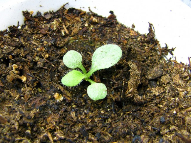 Indian blanket seedling hotsell