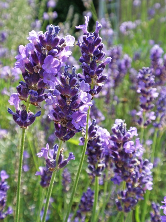 Lavender 'Vera' Seeds  Garden Hoard – Certified Organic 