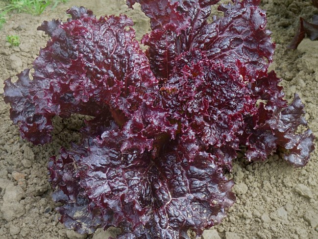 1000 RUBY RED LETTUCE SEEDS 2019 non-gmo heirloom vegetable seeds! 