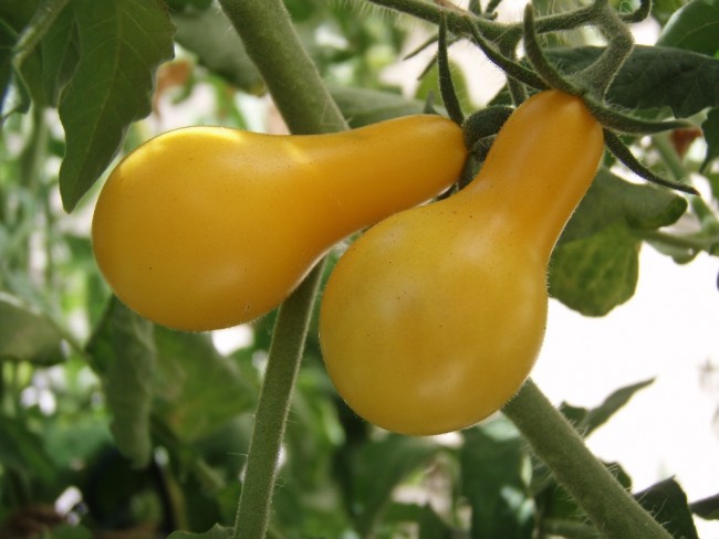 Tomato 'Yellow Pear' Seeds Garden Hoard Hand Harvested