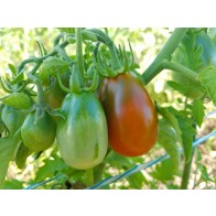 Tomato 'De Barao Chornyy' AKA 'Chocolate Berry' Seeds (Certified Organic)