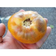 Tomato 'Purple Smudge, Orange Fleshed' Seeds (Certified Organic)